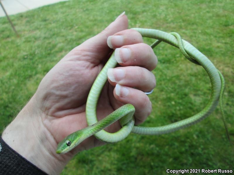 Northern Rough Greensnake (Opheodrys aestivus aestivus)