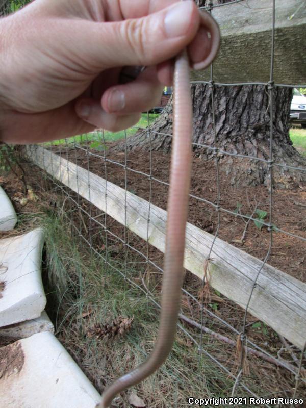 Eastern Wormsnake (Carphophis amoenus amoenus)