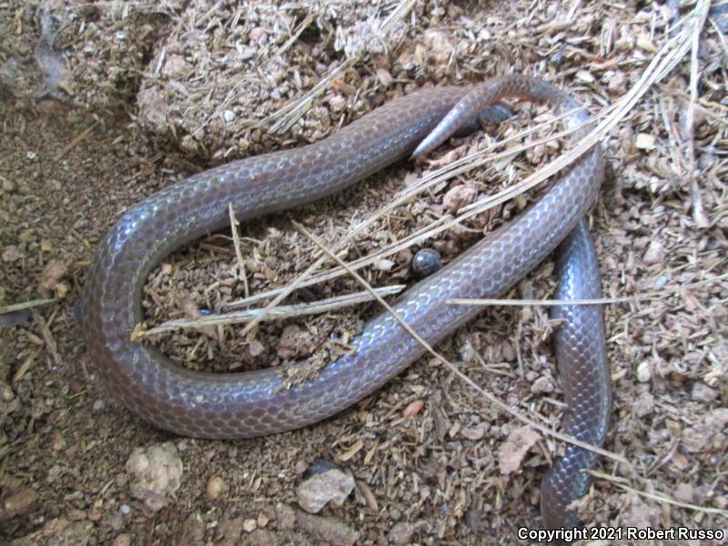 Eastern Wormsnake (Carphophis amoenus amoenus)