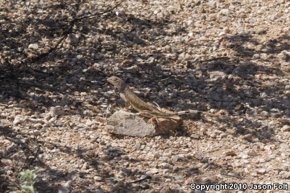 Zebratail Lizard (Callisaurus draconoides)