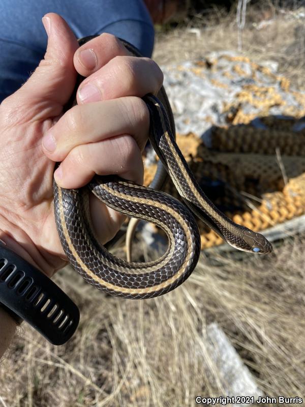 Texas Patch-nosed Snake (Salvadora grahamiae lineata)