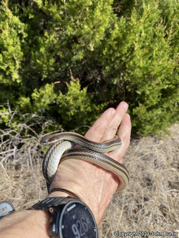 Texas Patch-nosed Snake (Salvadora grahamiae lineata)