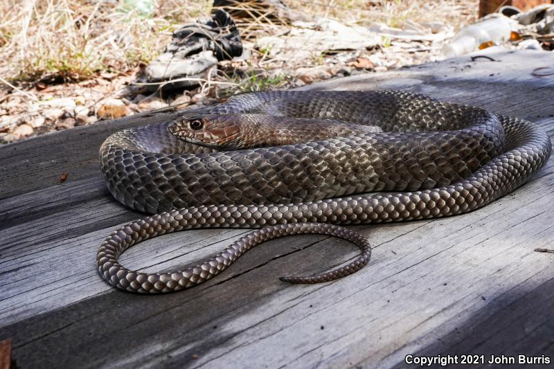 Western Coachwhip (Coluber flagellum testaceus)