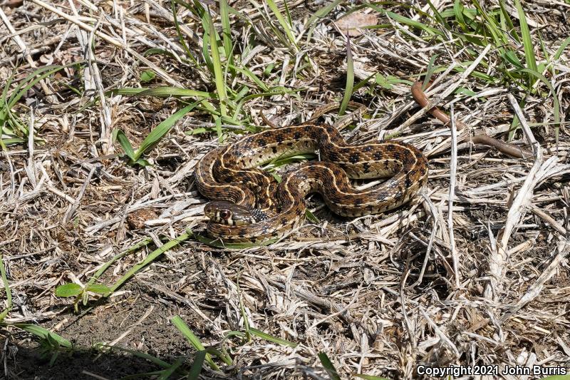 Checkered Gartersnake (Thamnophis marcianus marcianus)