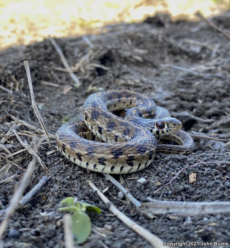 Checkered Gartersnake (Thamnophis marcianus marcianus)