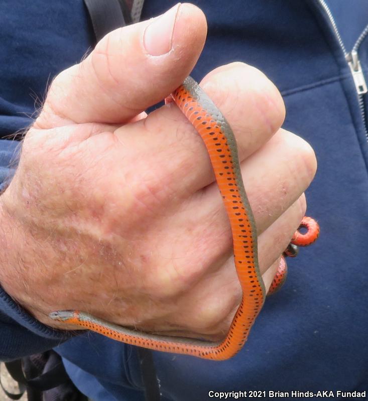 Monterey Ring-necked Snake (Diadophis punctatus vandenburgii)