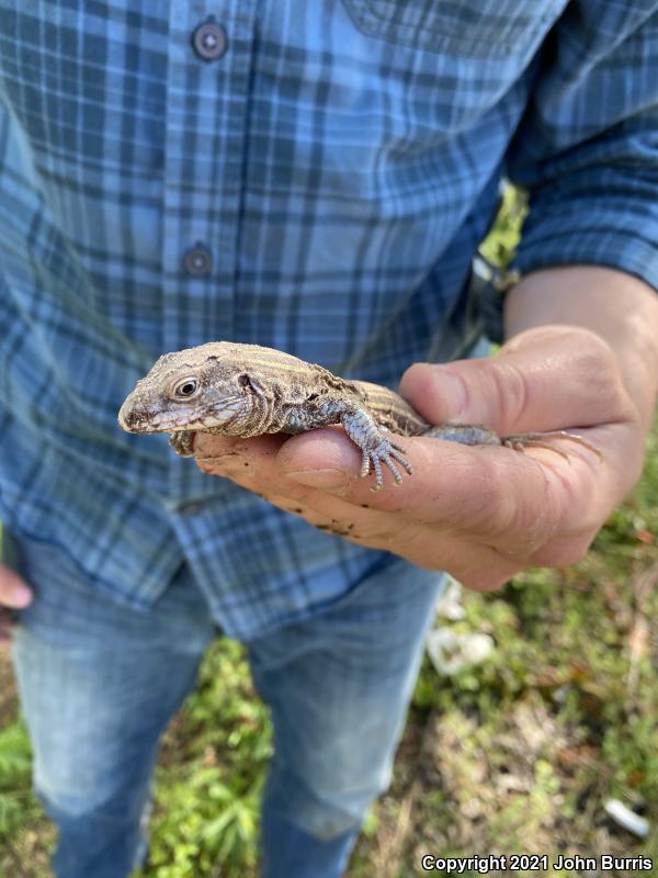 Prairie Racerunner (Aspidoscelis sexlineata viridis)