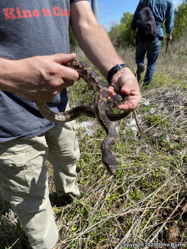 Texas Ratsnake (Pantherophis obsoletus lindheimeri)