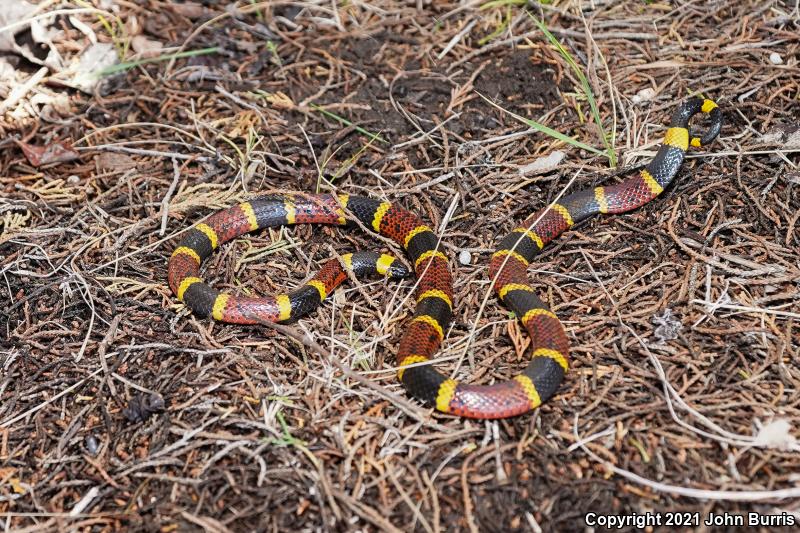 Texas Coralsnake (Micrurus tener)