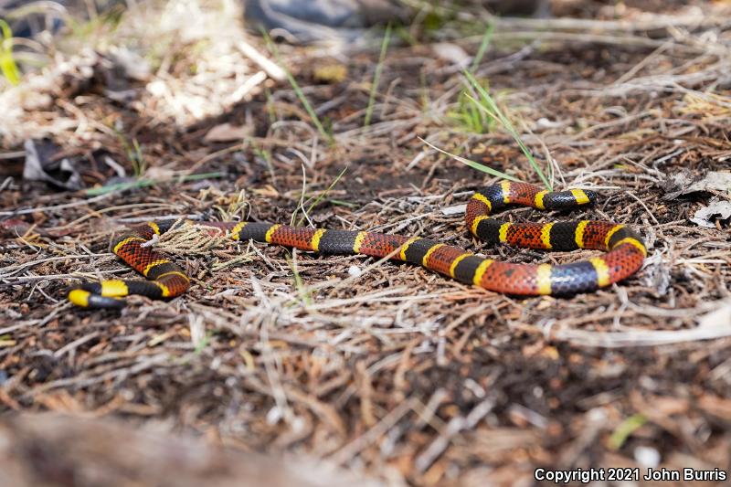 Texas Coralsnake (Micrurus tener)