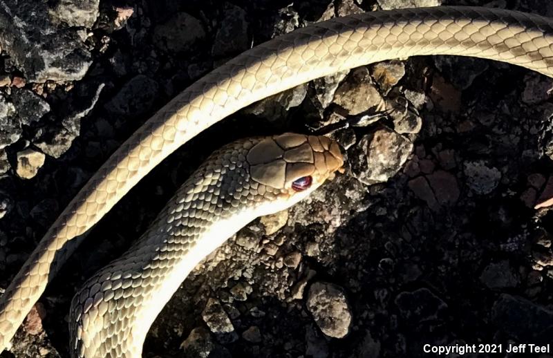 Baja California Patch-nosed Snake (Salvadora hexalepis klauberi)