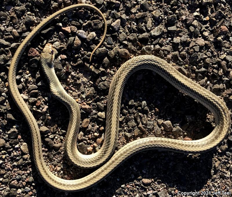 Baja California Patch-nosed Snake (Salvadora hexalepis klauberi)