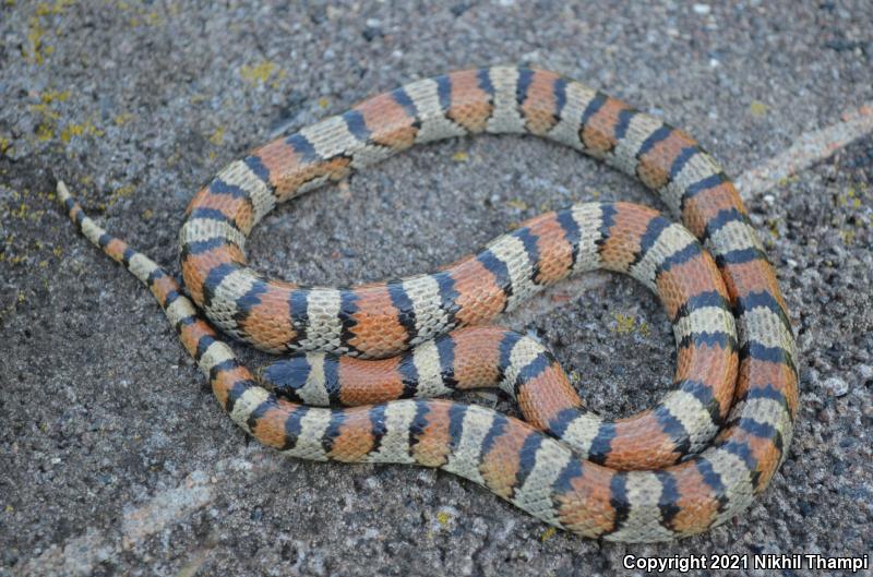 Central Plains Milksnake (Lampropeltis triangulum gentilis)