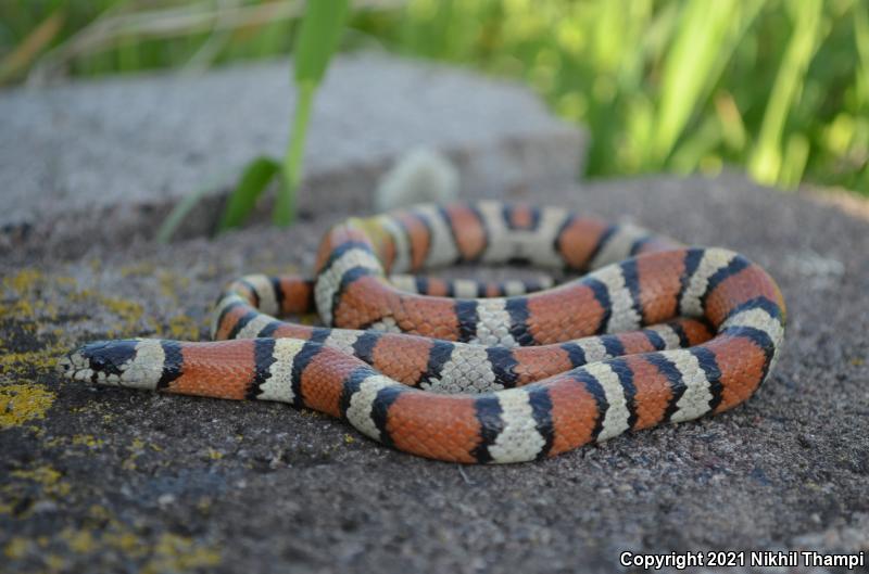 Central Plains Milksnake (Lampropeltis triangulum gentilis)