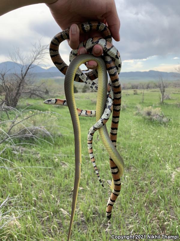 Central Plains Milksnake (Lampropeltis triangulum gentilis)