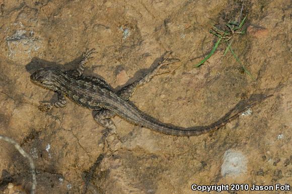 Great Basin Fence Lizard (Sceloporus occidentalis longipes)