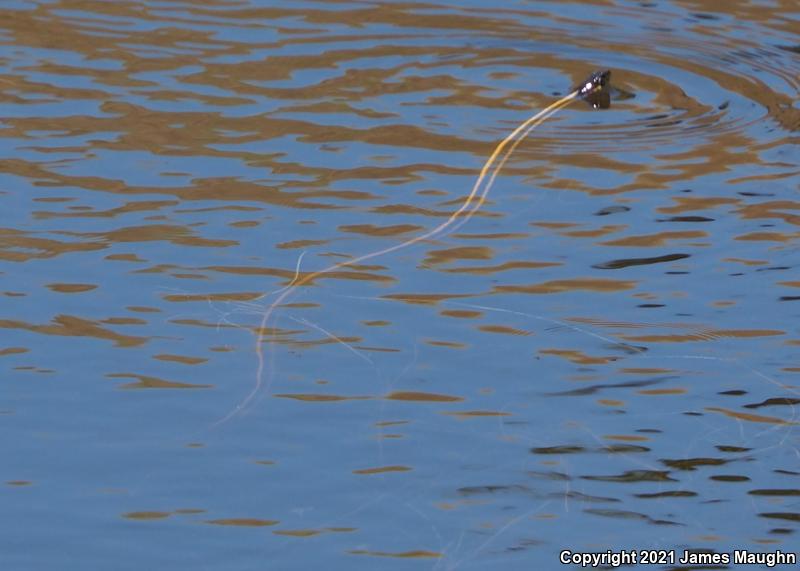 Valley Gartersnake (Thamnophis sirtalis fitchi)