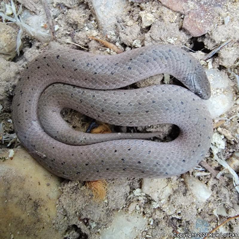 Eastern Smooth Earthsnake (Virginia valeriae valeriae)