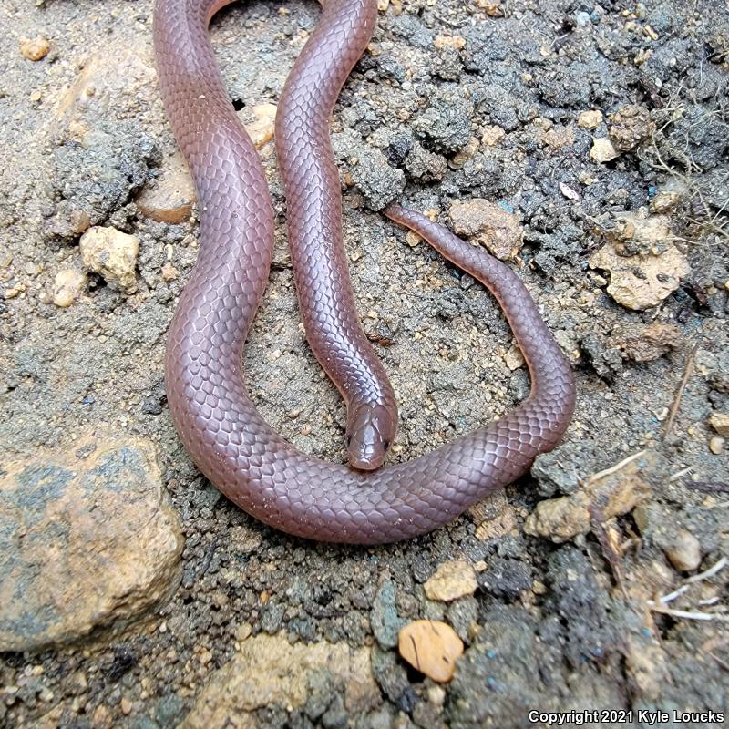 Eastern Wormsnake (Carphophis amoenus amoenus)