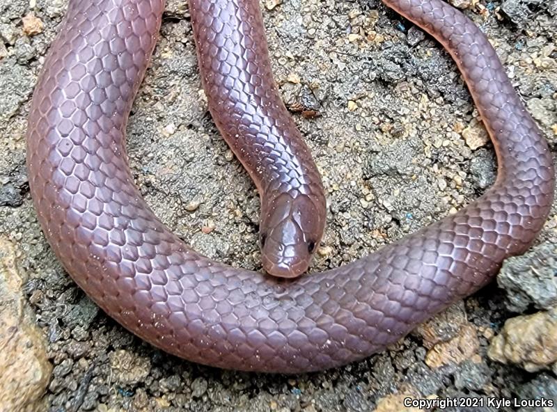 Eastern Wormsnake (Carphophis amoenus amoenus)