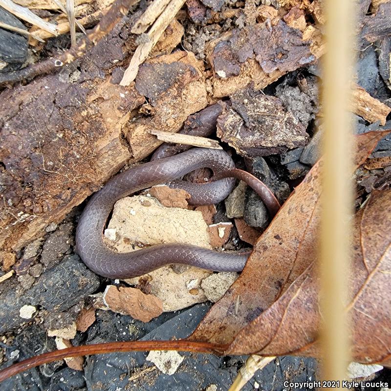 Eastern Wormsnake (Carphophis amoenus amoenus)