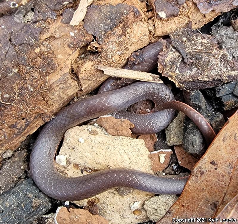 Eastern Wormsnake (Carphophis amoenus amoenus)