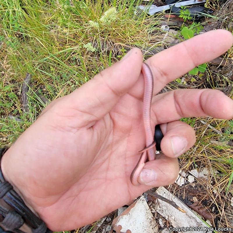 Eastern Wormsnake (Carphophis amoenus amoenus)