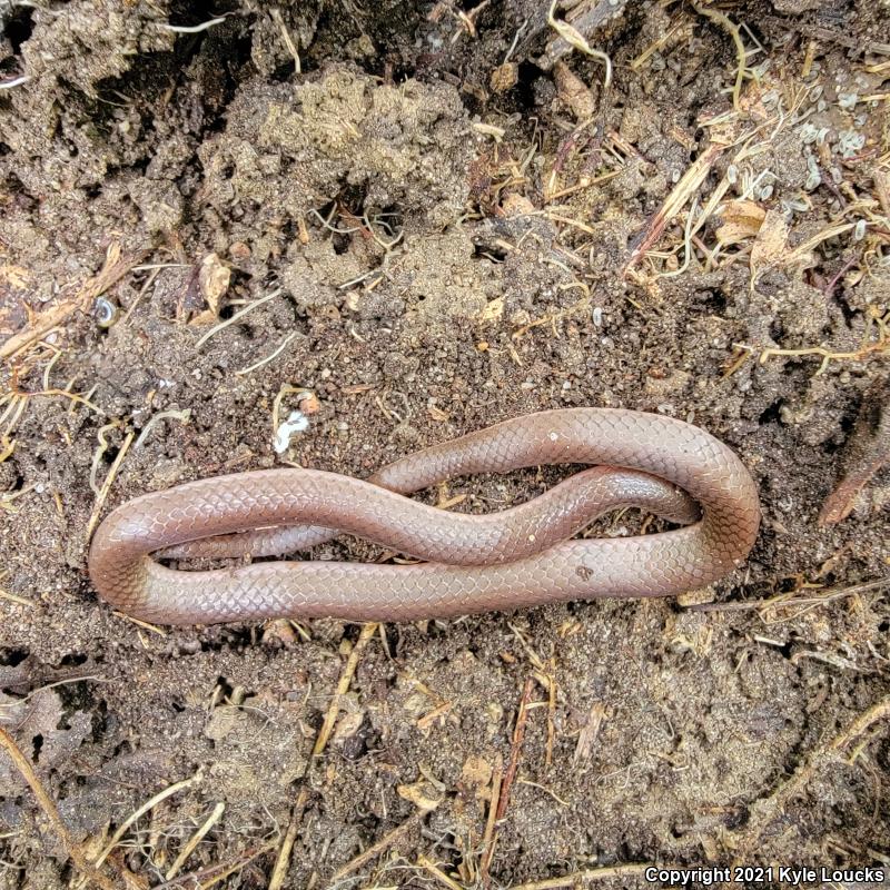 Eastern Wormsnake (Carphophis amoenus amoenus)