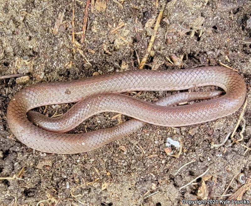 Eastern Wormsnake (Carphophis amoenus amoenus)