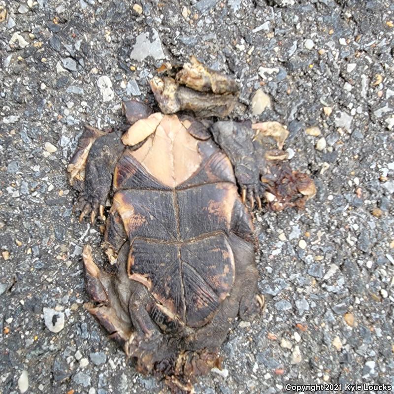 Eastern Mud Turtle (Kinosternon subrubrum subrubrum)