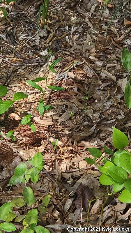 Six-lined Racerunner (Aspidoscelis sexlineata sexlineata)