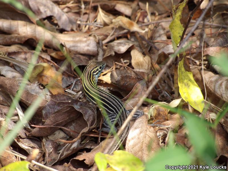 Six-lined Racerunner (Aspidoscelis sexlineata sexlineata)