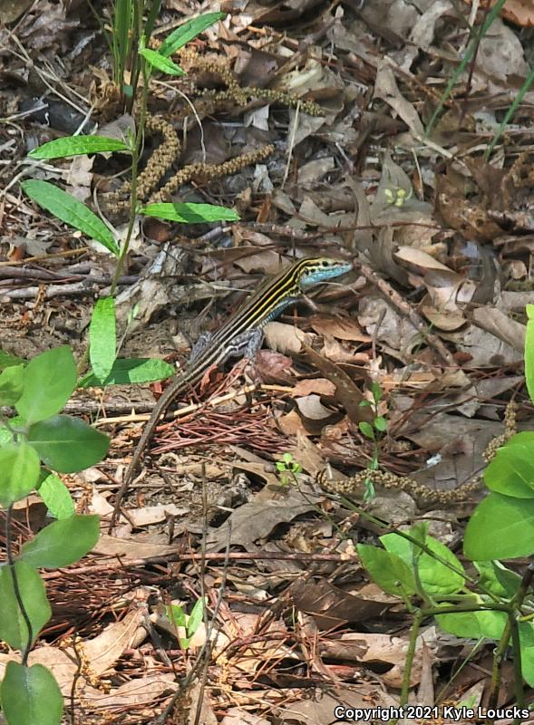 Six-lined Racerunner (Aspidoscelis sexlineata sexlineata)