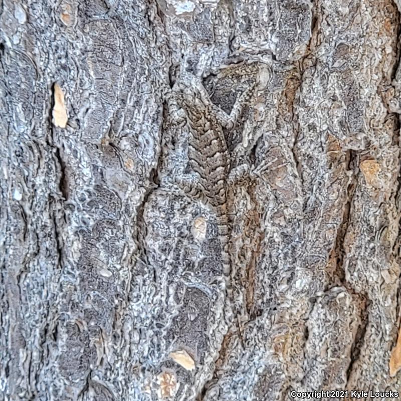 Eastern Fence Lizard (Sceloporus undulatus)