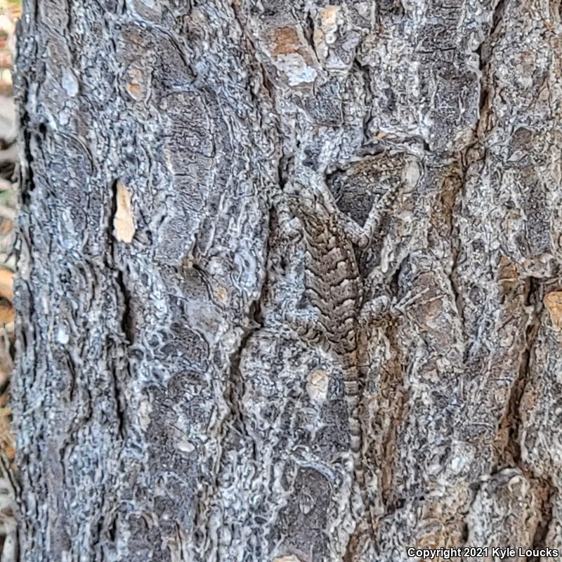 Eastern Fence Lizard (Sceloporus undulatus)