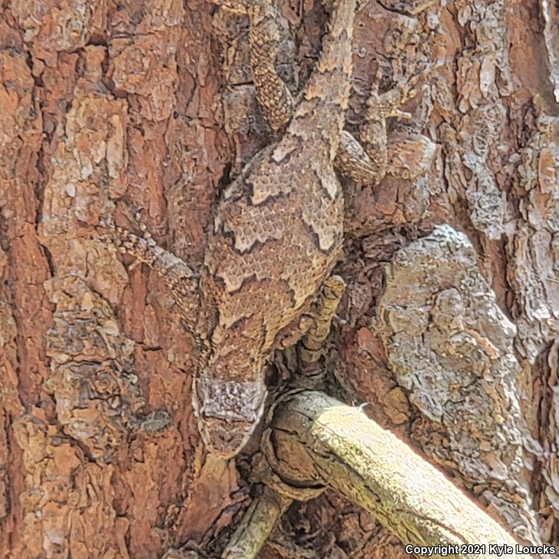 Eastern Fence Lizard (Sceloporus undulatus)