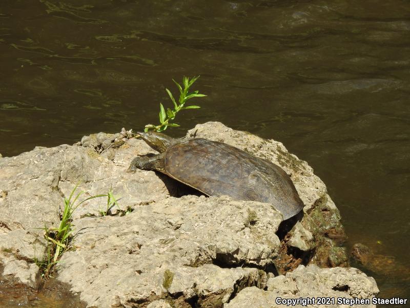 Eastern Spiny Softshell (Apalone spinifera spinifera)