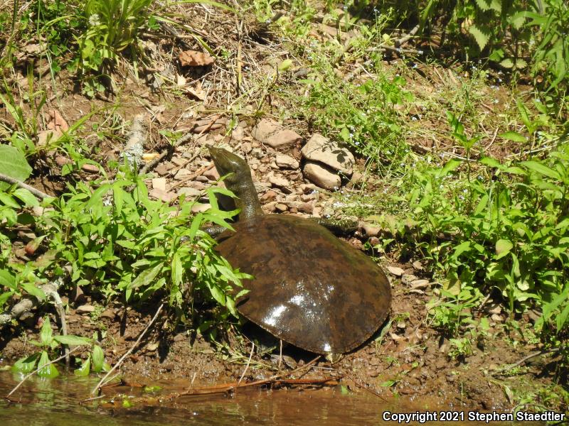 Eastern Spiny Softshell (Apalone spinifera spinifera)