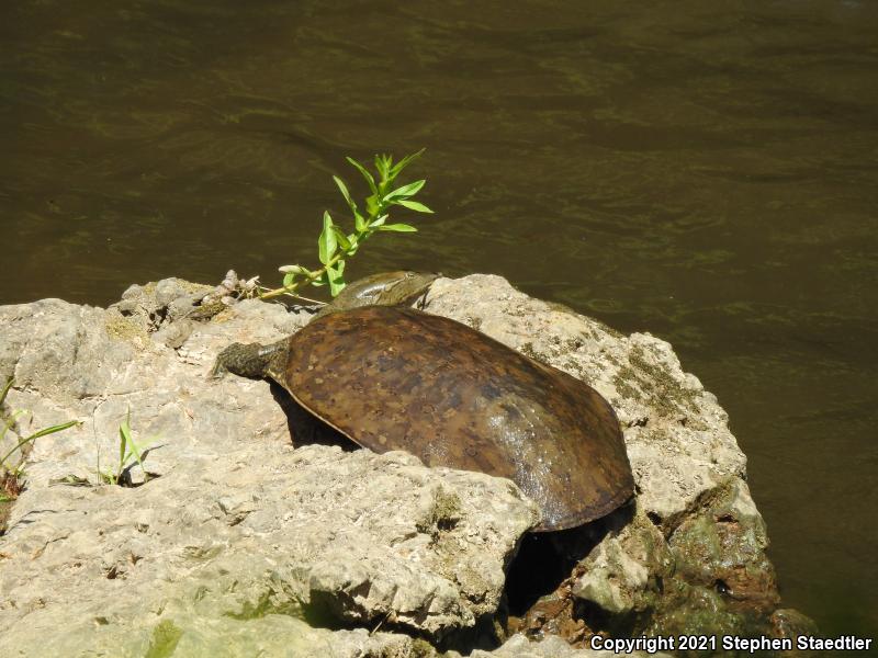 Eastern Spiny Softshell (Apalone spinifera spinifera)