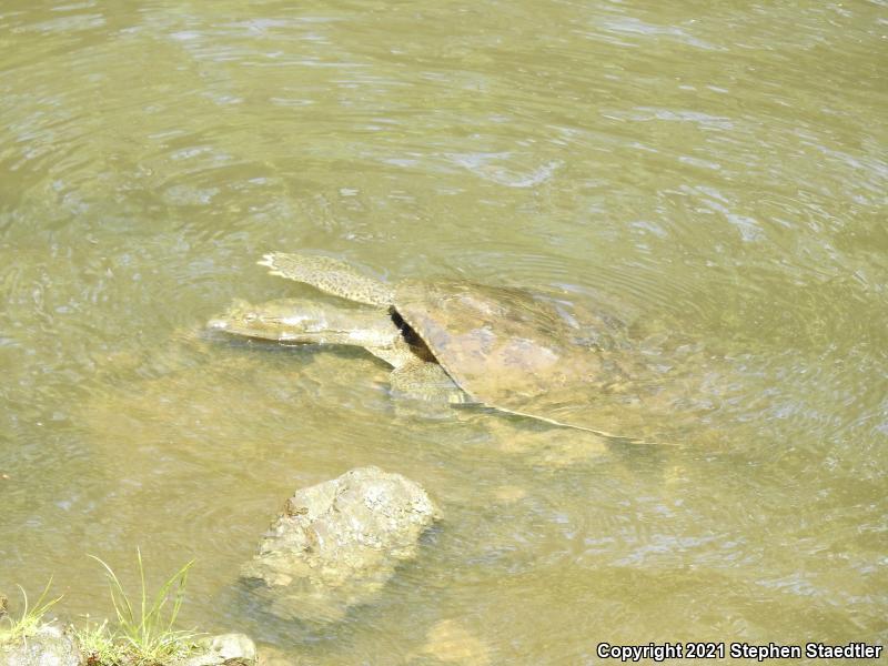 Eastern Spiny Softshell (Apalone spinifera spinifera)