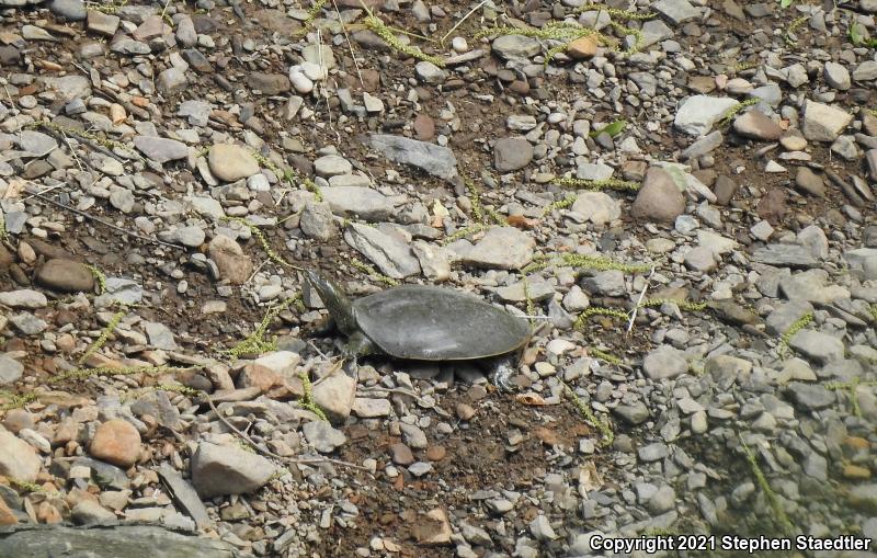 Eastern Spiny Softshell (Apalone spinifera spinifera)