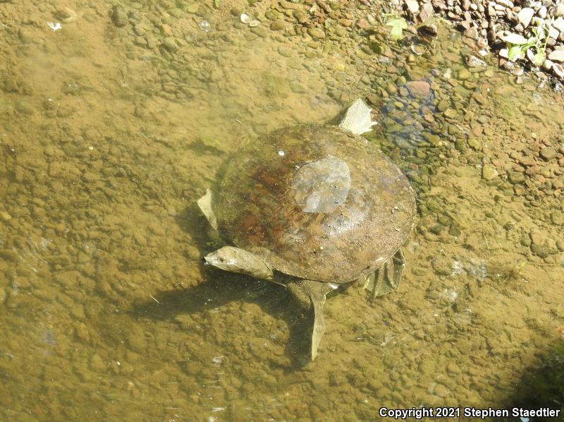 Eastern Spiny Softshell (Apalone spinifera spinifera)