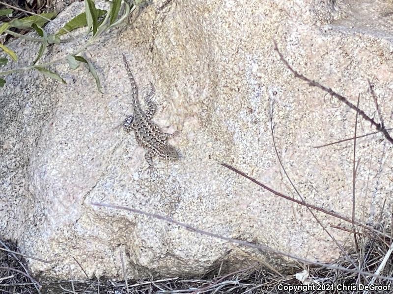 Western Side-blotched Lizard (Uta stansburiana elegans)