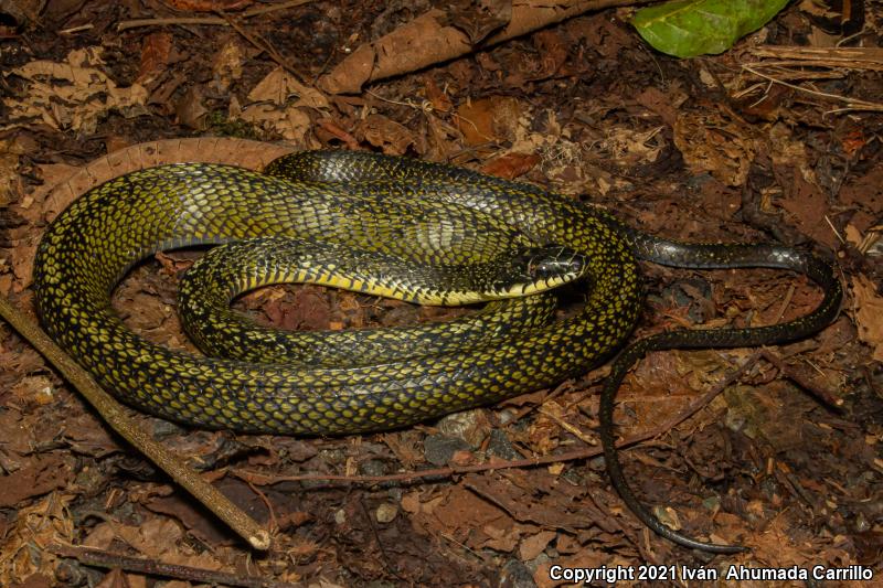 Puffing Snake (Pseustes poecilonotus)