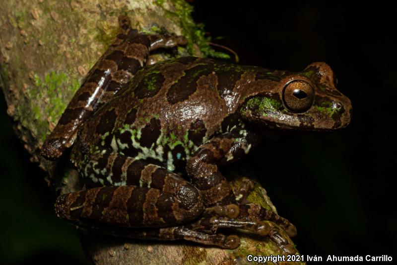 Oaxacan Cloud Forest Treefrog (Charadrahyla nephila)