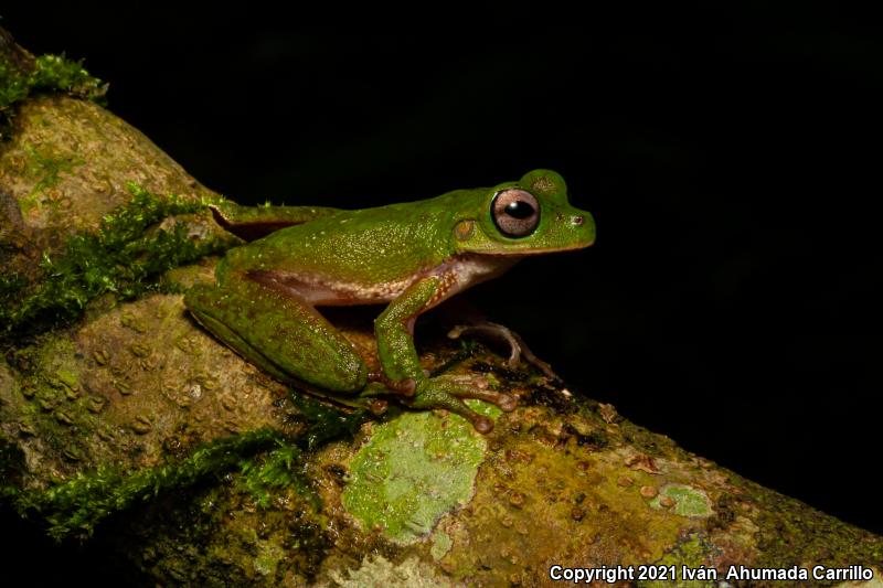 Warty Mountain Stream Frog (Ptychohyla acrochorda)