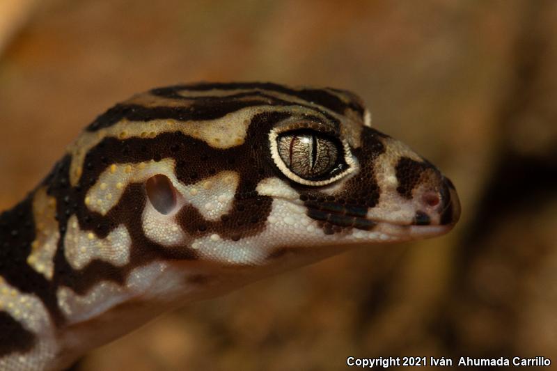 Yucatan Banded Gecko (Coleonyx elegans elegans)