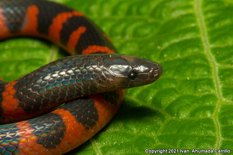 Sierra Juarez Earth Snake (Geophis duellmani)