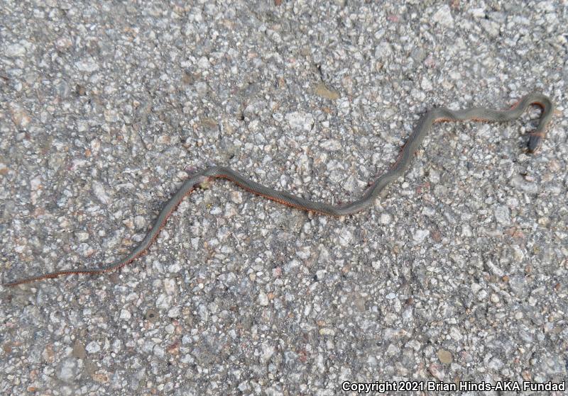 Monterey Ring-necked Snake (Diadophis punctatus vandenburgii)