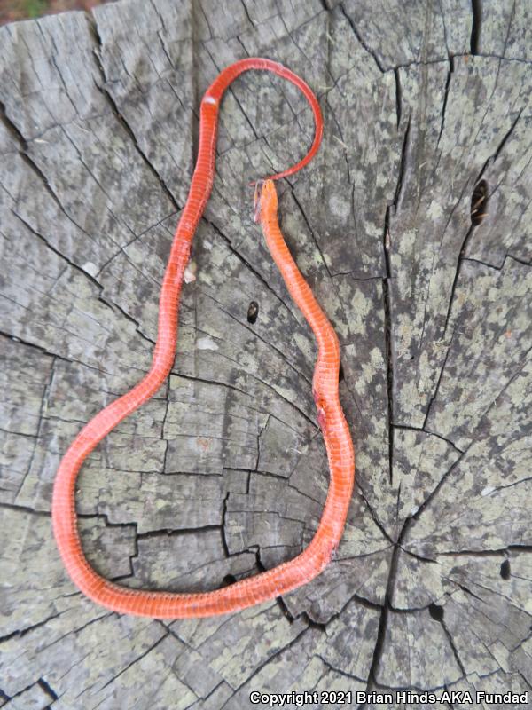 Monterey Ring-necked Snake (Diadophis punctatus vandenburgii)